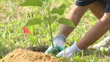 脱炭素めざし成長が早い「早生桐」を植樹~福岡のオリーブ園|TBS NEWS DIG