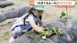 「大きくな~れ」 富山市の園児がサツマイモ苗の植え付け 10月に収穫し焼き芋に | 富山のニュース|天気・防災|チューリップテレビ
