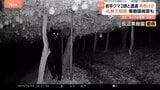 きょうも各地でクマ出没 岩手で犬と散歩中の男性が2頭と遭遇しけが 札幌ではヒグマ駆除 山形の名産品被害に“複雑”な思いも…|TBS NEWS DIG