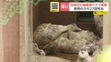 【ヒグマSOS】養鶏場で食用カモ23羽死ぬ 　17日も被害　別個体の成獣か　岩見沢|TBS NEWS DIG