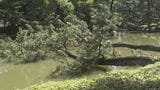 名古屋・名城公園で倒木や枝折れ相次ぐ 約10メートルの木が…一体なぜ? クロマツなどを中心に緊急点検を実施 | 名古屋・愛知・岐阜・三重のニュース【CBC news】 | CBC web