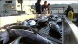 "カツオ"のトップは譲らない 戻りガツオ豊漁で"27年連続の水揚げ量日本一"が確実に 宮城・気仙沼市|TBS NEWS DIG