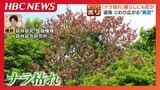 北海道でじわり広がる「ナラ枯れ」原因となる“害虫”は温暖化で北上してきたか　生息数は1年前の9倍に…ナラ枯れは人とクマの距離を近づける危険も|TBS NEWS DIG