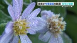 半袖半ズボンは「ちょっと寒すぎた」立冬の阿蘇に初霜 熊本は今季初の10℃以下に 日中は過ごしやすく | 熊本のニュース|RKK NEWS|RKK熊本放送