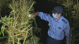 トウモロコシを盗難から守れ! 警察とJAが合同で被害防止夜間パトロール開始 山梨 | 山梨のニュース | UTYテレビ山梨