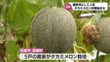 贈答品として人気「タカミメロン」　日南市南郷町で収穫始まる　|　MRTニュース ｜ ＭＲＴ宮崎放送