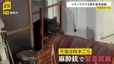 「縁の下にクマがいる」京都・舞鶴市で府内初の「クマ緊急銃猟」ツキノワグマの親子2頭を殺処分　|　MBSニュース | 関西の最新ニュースを分かりやすく。