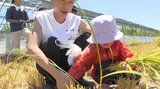 高知競馬の騎手と子どもが稲刈り 赤岡修次騎手「稲穂を見て『こんなに大きく!』と感じてほしい」自身が命名の「ファーストキッス」を収穫 | 高知のニュース・天気|KUTV NEWS | KUTVテレビ高知
