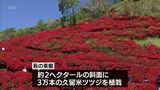 3万本が満開に 小林市・萩の茶屋のツツジが見ごろ | MRTニュース | MRT宮崎放送