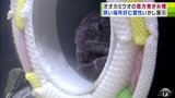 恵方巻から“ひょっこり”オオカミウオの大恵方巻水槽を展示中！　いかつい見た目に反して実は温厚で臆病！？　大好物は「ホタテ」　青森県八戸市　|　青森のニュース│ATV NEWS│青森テレビ