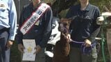 パトカーや白バイにも全く動じることなく・・・1日警察署長はアルパカ 山口県宇部市 | 山口のニュース・天気・防災|tys NEWS|tysテレビ山口