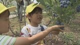 「甘い！おいしい！」　観光農園が園児を招きブルーベリー摘み取り体験　山梨・北杜市　|　山梨のニュース | ＵＴＹテレビ山梨