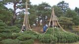 「我々の代でなくしてはならない」樹齢500年の木を守るため…冬の風物詩「雪吊り」始まる | 福島のニュース│TUF