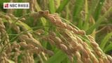 今年の米のできは?長崎県五島で早期米の収穫はじまる | 長崎のニュース | 天気 | NBC長崎放送