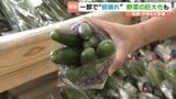産直市で「キュウリ7本120円」 野菜が“値崩れ"や巨大化 猛暑と水不足がもたらした異変 愛媛|TBS NEWS DIG