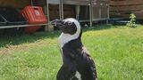 海水浴場で脱走したペンギン 「ペン」ちゃん 約45キロ離れた海岸で保護 「写真をみると“ホンマや!”って」 | 名古屋・愛知・岐阜・三重のニュース【CBC news】 | CBC web