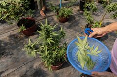 大麻株が急上昇、トランプ氏が分類変更を検討－より低リスクの薬物に| TBS CROSS DIG with Bloomberg