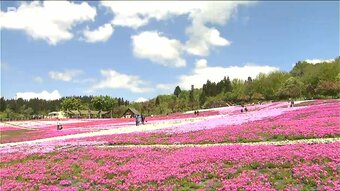 色鮮やかな20万株の芝桜が見ごろ「一色だけじゃなく花の違いも分かっていい」 新潟・魚沼市|TBS NEWS DIG
