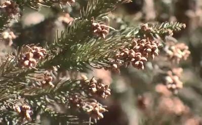 そろそろシーズン到来!?スギ花粉の飛散開始　今年の傾向は？2月上旬…福岡　2月中旬…東京・名古屋・大阪・広島・高松　2月下旬…仙台・新潟・金沢・松本|TBS NEWS DIG
