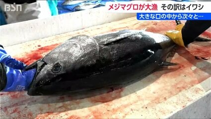 両津湾にマグロの大群！背景に“イワシ”?! 水揚げ550本1kg1500円取引も