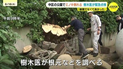 広島市の公園で約20mのエノキ倒れる 樹木医が調査 原因は腐食と雨