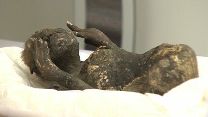 密着1年！徹底解説】寺に眠る “人魚のミイラ” 解明プロジェクト ついに