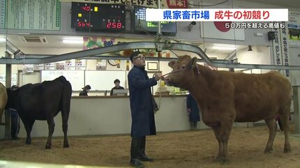 牛の初競り50万円超での取引も 年末から子牛価格が上昇に転じる 熊本県