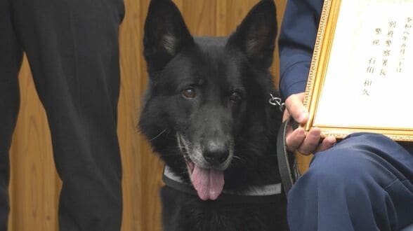 “驚異の嗅覚”警察犬セレスティオ号　目撃情報とは真逆の方向へ…行方不明者をスピード発見　2度目のお手柄　|　大分のニュース｜OBS NEWS｜大分放送