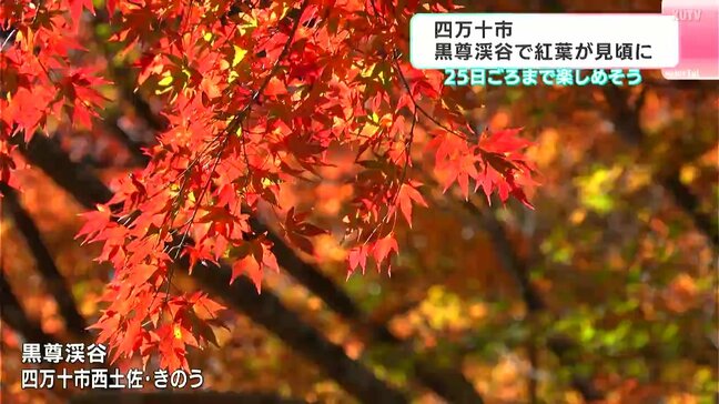 「やっぱり自然はいいですわ」高知県四万十市の黒尊渓谷で紅葉見頃に　25日ごろまで楽しめそう|TBS NEWS DIG