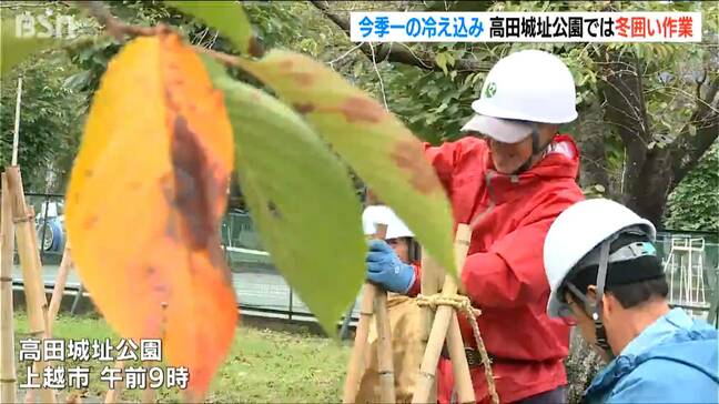 各地で“今季最低”気温を観測　高田城址公園では『冬囲い』作業始まる　新潟県|TBS NEWS DIG