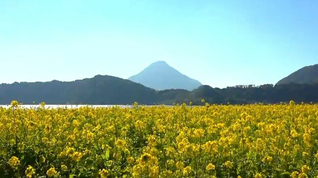 湖のほとりに黄色の春世界 約12万6000本の菜の花 鹿児島・指宿市|TBS NEWS DIG