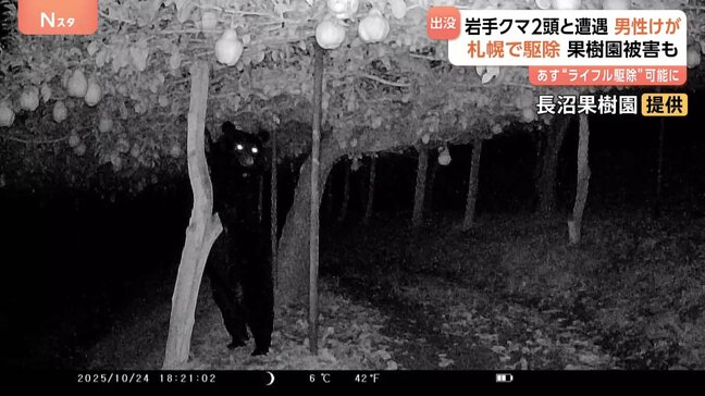 きょうも各地でクマ出没　岩手で犬と散歩中の男性が2頭と遭遇しけが　札幌ではヒグマ駆除　山形の名産品被害に“複雑”な思いも…|TBS NEWS DIG