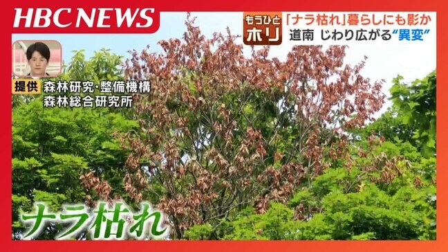 北海道でじわり広がる「ナラ枯れ」原因となる“害虫”は温暖化で北上してきたか 生息数は1年前の9倍に…ナラ枯れは人とクマの距離を近づける危険も|TBS NEWS DIG