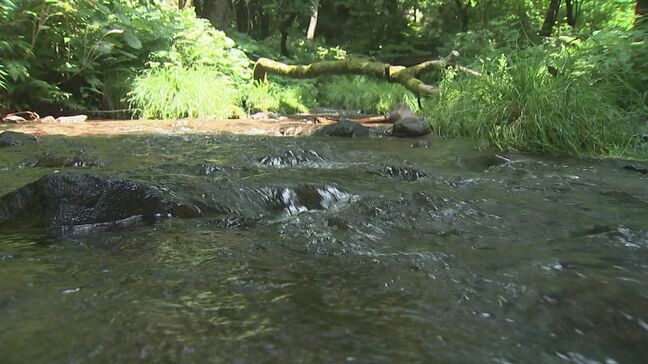 耳をすませば…「せせらぎ」「さえずり」猛暑日でも気温24度 人気の避暑スポット「木谷沢渓流」|TBS NEWS DIG