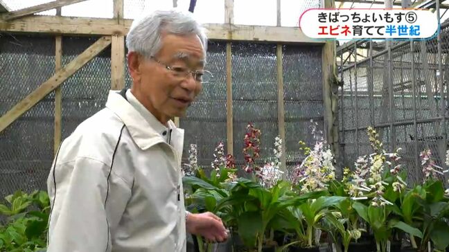 82歳エビネに魅せられ半世紀　40歳で退職し冠岳のふもとでエビネ専門店【きばっちょいもす】|TBS NEWS DIG