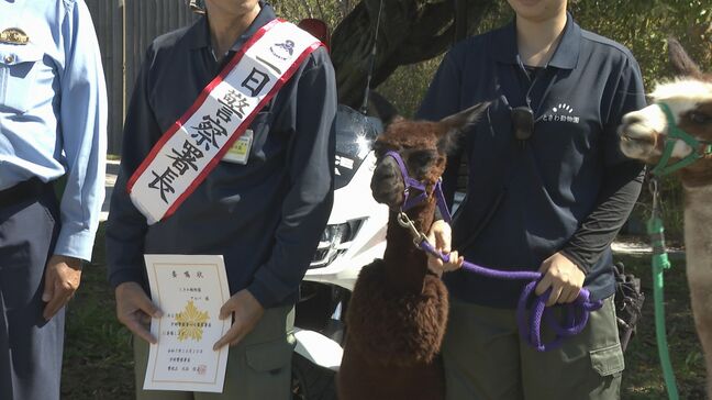 パトカーや白バイにも全く動じることなく･･･1日警察署長はアルパカ　　山口県宇部市|TBS NEWS DIG