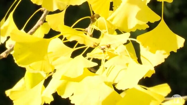 「綺麗に黄葉するっていうことがめずしい」“日本一気難しいイチョウ”が見頃に　樹齢約1100年　青森県十和田市の『法量のイチョウ』　黄金色に輝く|TBS NEWS DIG