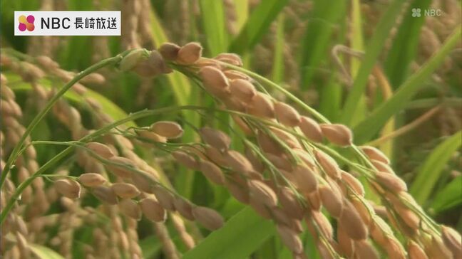 今年の米のできは？長崎県五島で早期米の収穫はじまる|TBS NEWS DIG