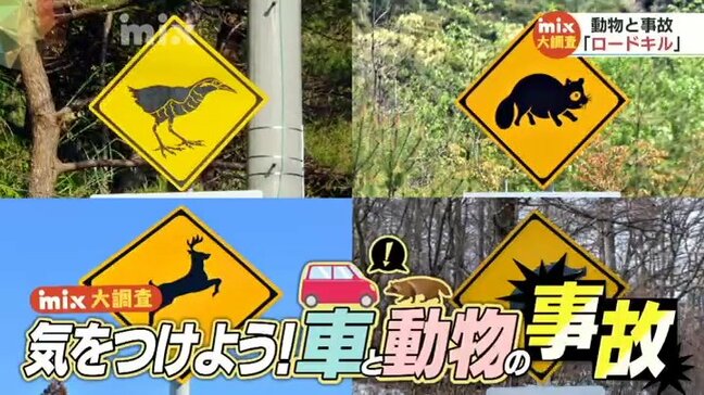運転中の“熊目撃”情報もある中、実際動物が飛び出してきたら…「まずは急ブレーキ！急ハンドルはリスク大」車と野生動物の衝突“ロードキル”防ぐためには|TBS NEWS DIG
