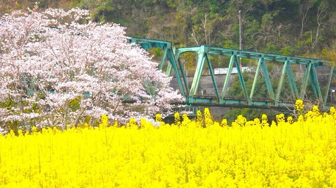 桜と菜の花の競演、鮮やかに　満開の“絨毯”の中、予土線キハ32形・新幹線0系ホビートレインが行く【三島キャンプ場 高知・四万十町】　|　高知のニュース・天気｜KUTV NEWS | KUTVテレビ高知