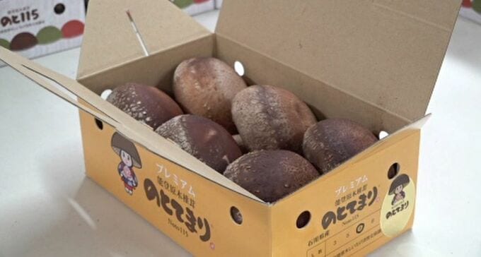 石川のブランドしいたけ「のとてまり」初出荷 猛暑の影響で年明けにずれ込む|TBS NEWS DIG