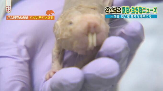 2022年 熊本の動物・生き物ニュース総決算　人気者に厄介者も…　|　熊本のニュース｜RKK NEWS｜RKK熊本放送