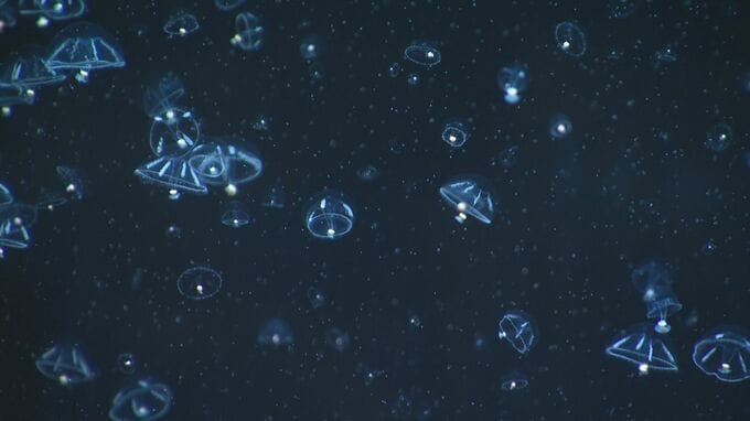 世界一のクラゲ水族館・加茂水族館が「登録博物館」に認定　|　山形のニュース│TUYテレビユー山形