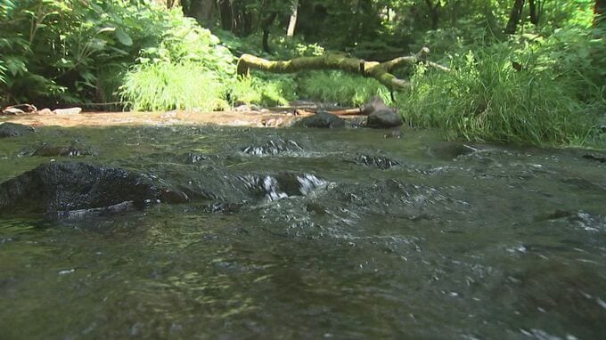 耳をすませば…「せせらぎ」「さえずり」猛暑日でも気温24度　人気の避暑スポット「木谷沢渓流」|TBS NEWS DIG