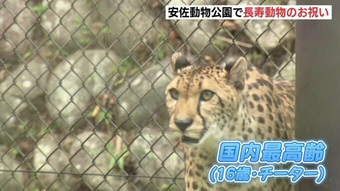 「もっちりしてた」　国内最高齢16歳チーターや推定50歳チンパンジーを表彰　安佐動物公園で敬老の日恒例の長寿祝うイベント　高齢のヒツジとのふれあいも　広島|TBS NEWS DIG