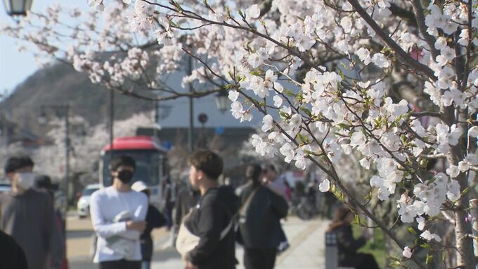 鳥取でサクラが満開　平年より1日、去年より2日早く　|　BSSニュース | BSS山陰放送