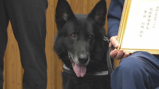 “驚異の嗅覚”警察犬セレスティオ号　目撃情報とは真逆の方向へ…行方不明者をスピード発見　2度目のお手柄　|　大分のニュース｜OBS NEWS｜大分放送