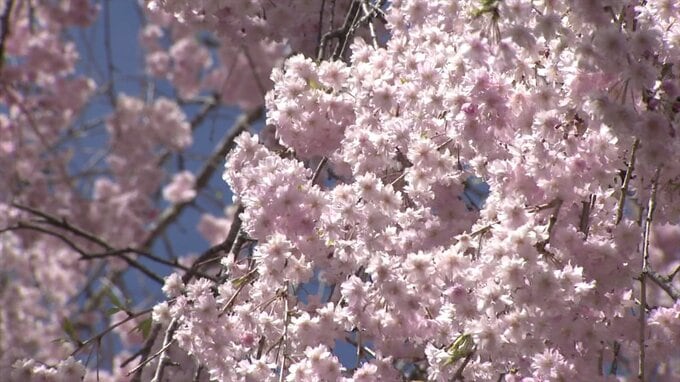 ゴールデンウィークまで見頃続く　金櫻神社のヤエザクラやウコンザクラ　甲府市|TBS NEWS DIG