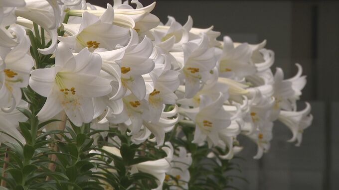 南国の花エラブユリ　萩市役所の玄関を彩る|TBS NEWS DIG