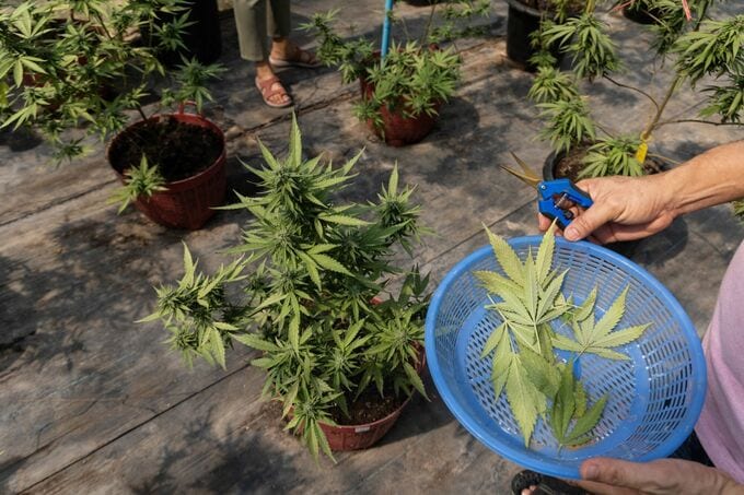 大麻株が急上昇、トランプ氏が分類変更を検討－より低リスクの薬物に